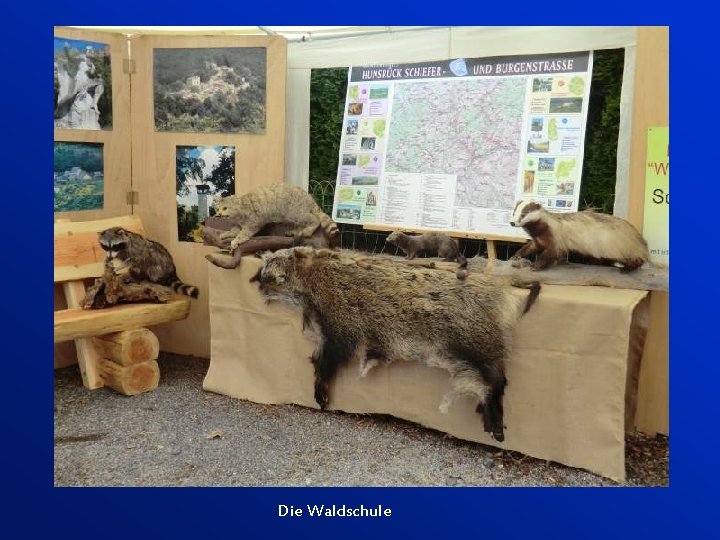 Die Waldschule 