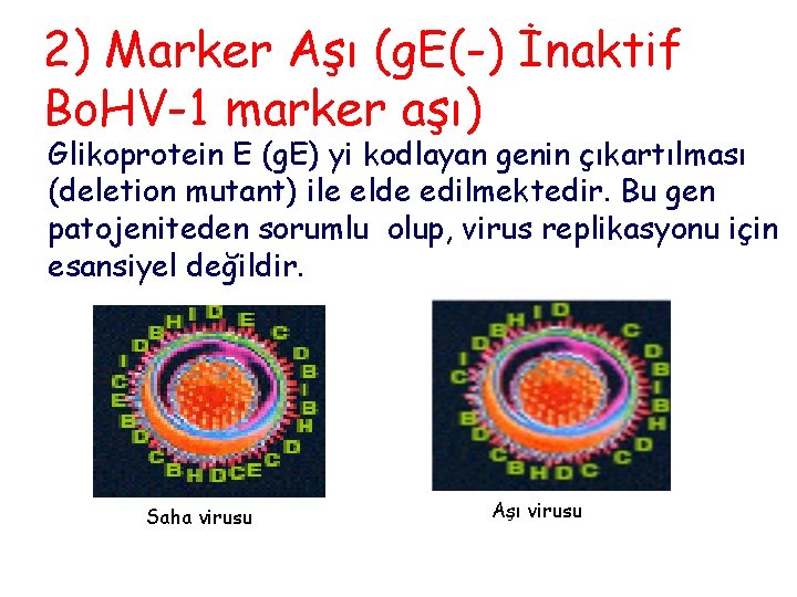 2) Marker Aşı (g. E(-) İnaktif Bo. HV-1 marker aşı) Glikoprotein E (g. E)