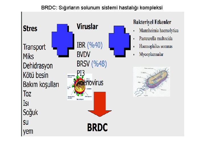 BRDC: Sığırların solunum sistemi hastalığı kompleksi 