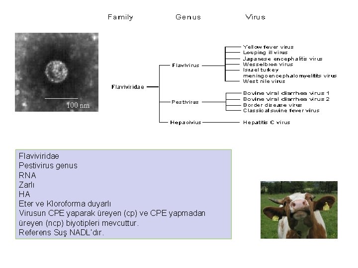 100 nm Flaviviridae Pestivirus genus RNA Zarlı HA Eter ve Kloroforma duyarlı Virusun CPE