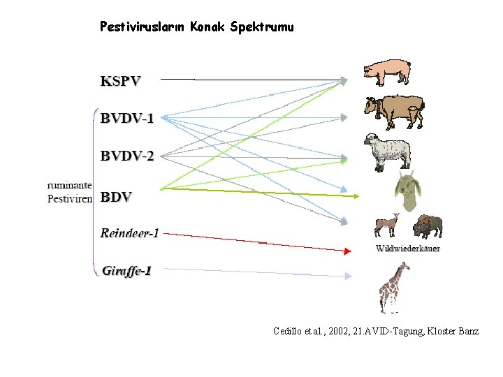 Pestivirusların Konak Spektrumu Cedillo et al. , 2002, 21. AVID-Tagung, Kloster Banz 