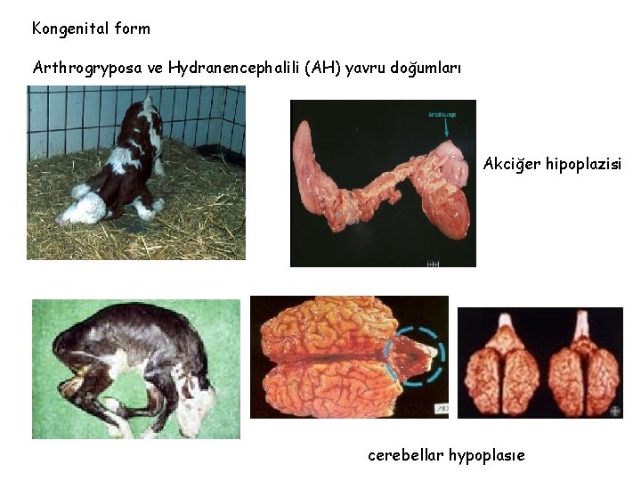 Kongenital form Arthrogryposa ve Hydranencephalili (AH) yavru doğumları Akciğer hipoplazisi cerebellar hypoplasıe 