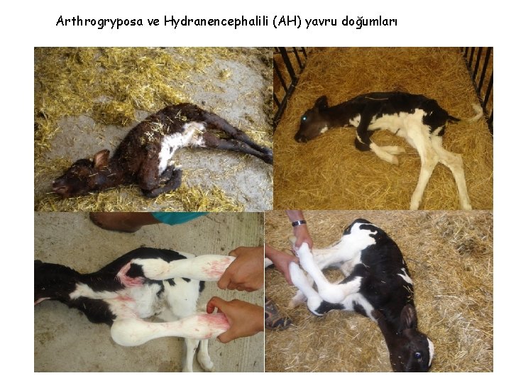 Arthrogryposa ve Hydranencephalili (AH) yavru doğumları 