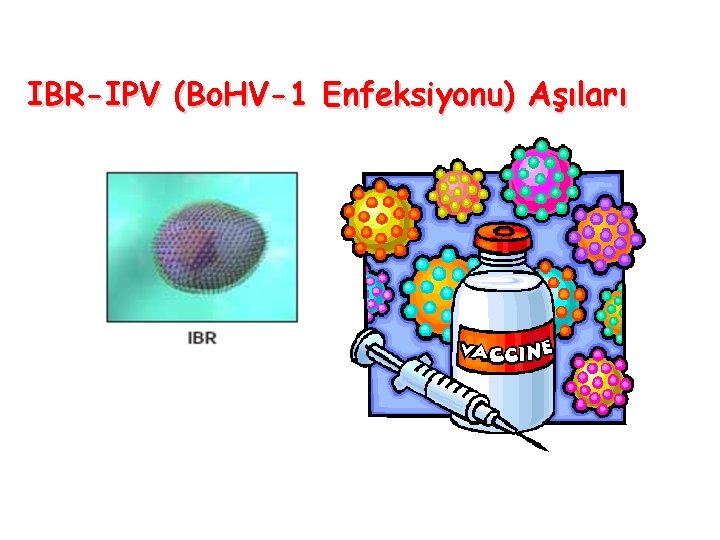IBR-IPV (Bo. HV-1 Enfeksiyonu) Aşıları 