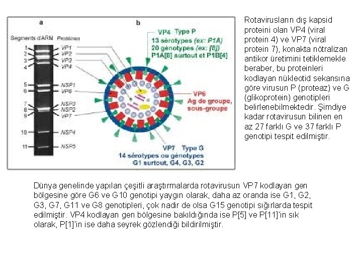 Rotavirusların dış kapsid proteini olan VP 4 (viral protein 4) ve VP 7 (viral