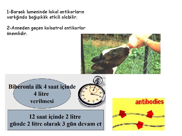 1 -Barsak lumeninde lokal antikorların varlığında bağışıklık etkili olabilir. 2 -Anneden geçen kolostral antikorlar