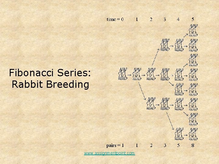 Fibonacci Series: Rabbit Breeding www. assignmentpoint. com 