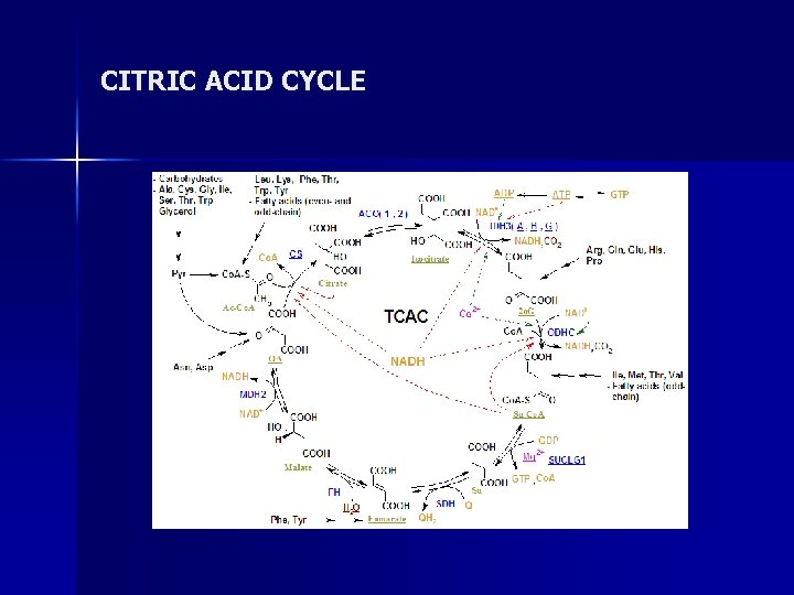 CITRIC ACID CYCLE 