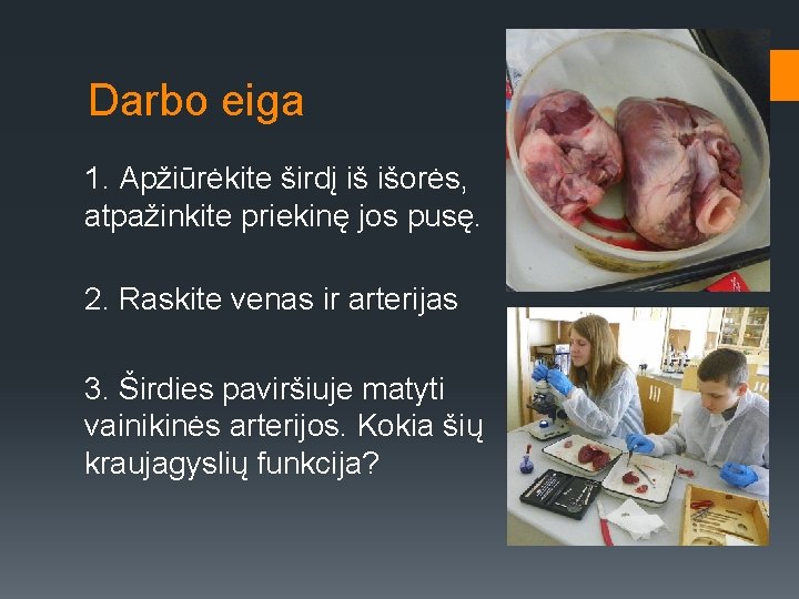 Darbo eiga 1. Apžiūrėkite širdį iš išorės, atpažinkite priekinę jos pusę. 2. Raskite venas