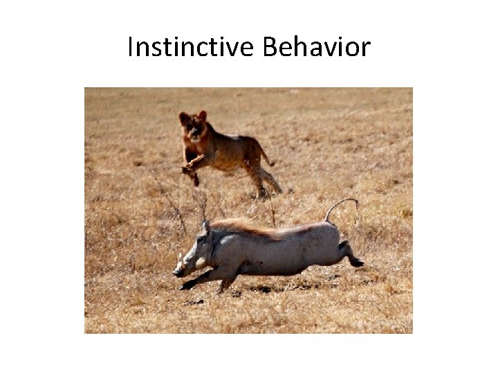 Instinctive Behavior 