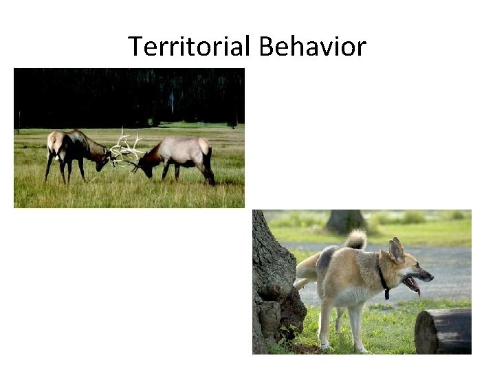 Territorial Behavior 