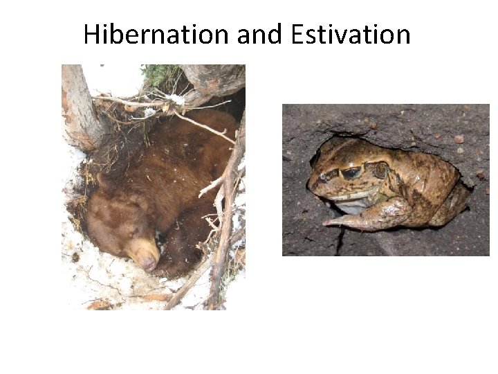 Hibernation and Estivation 