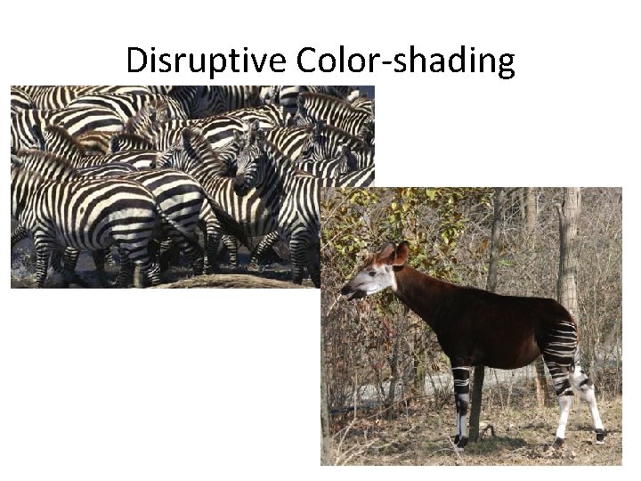 Disruptive Color-shading 
