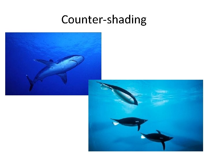 Counter-shading 
