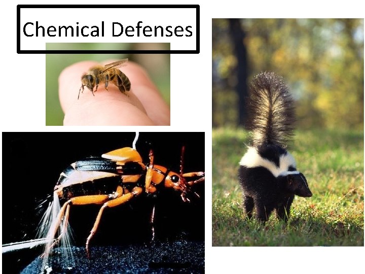 Chemical Defenses 