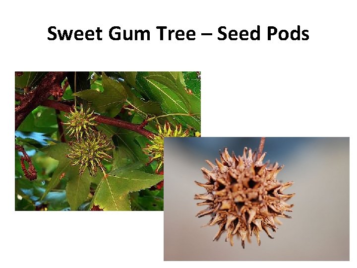 Sweet Gum Tree – Seed Pods 