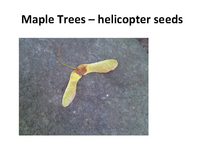 Maple Trees – helicopter seeds 