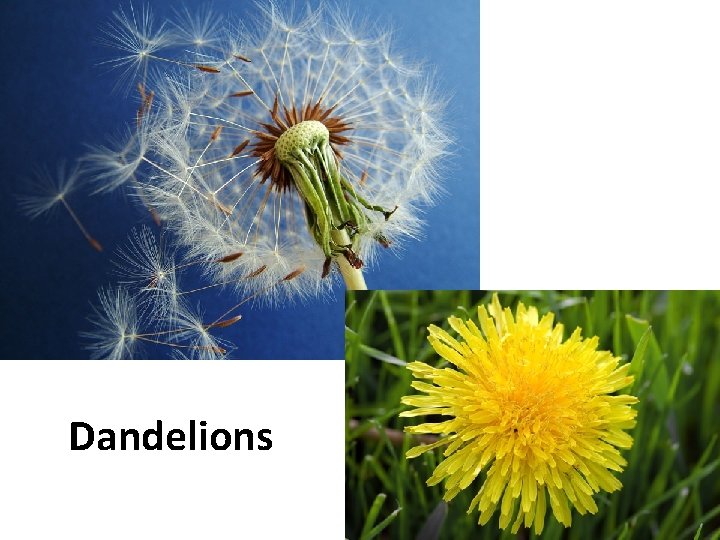 Dandelions 