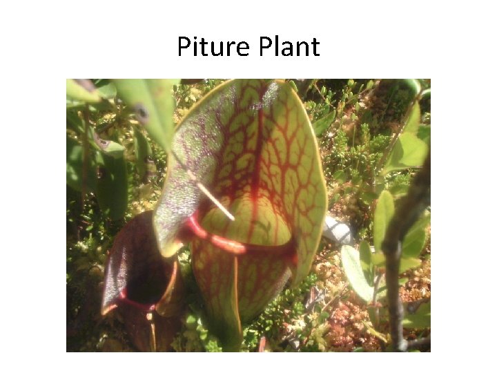 Piture Plant 