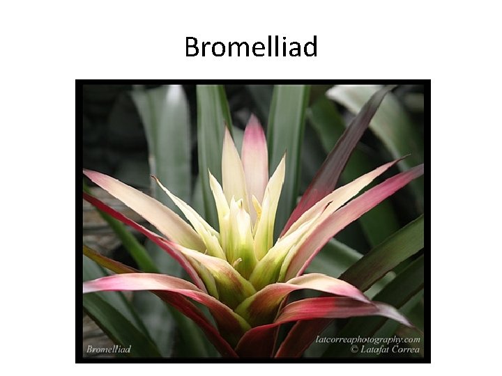 Bromelliad 
