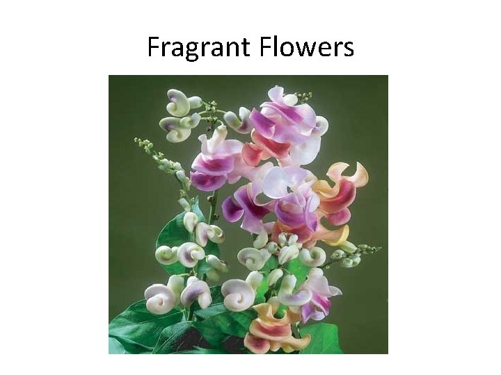 Fragrant Flowers 