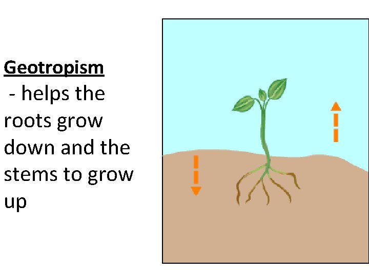 Geotropism - helps the roots grow down and the stems to grow up 