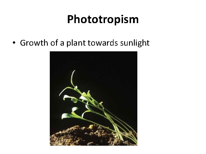 Phototropism • Growth of a plant towards sunlight 