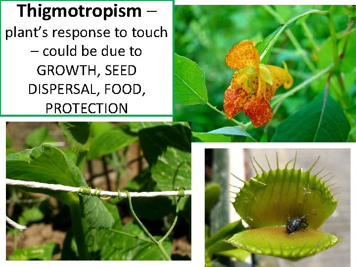 Thigmotropism – plant’s response to touch – could be due to GROWTH, SEED DISPERSAL,
