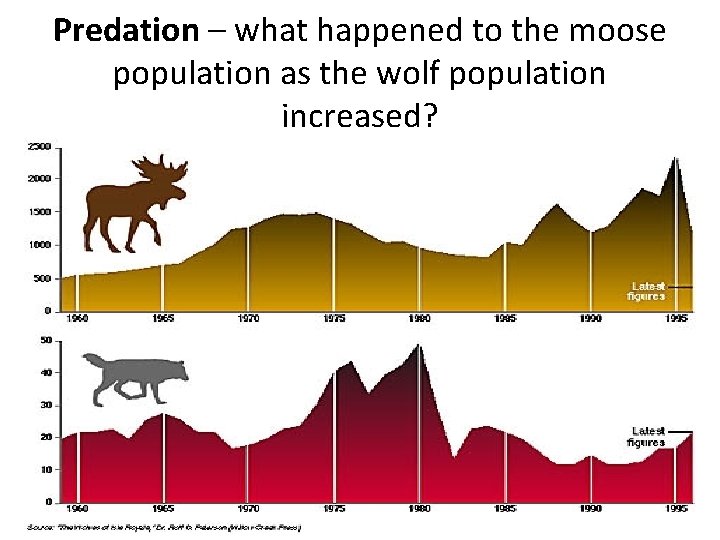 Predation – what happened to the moose population as the wolf population increased? 