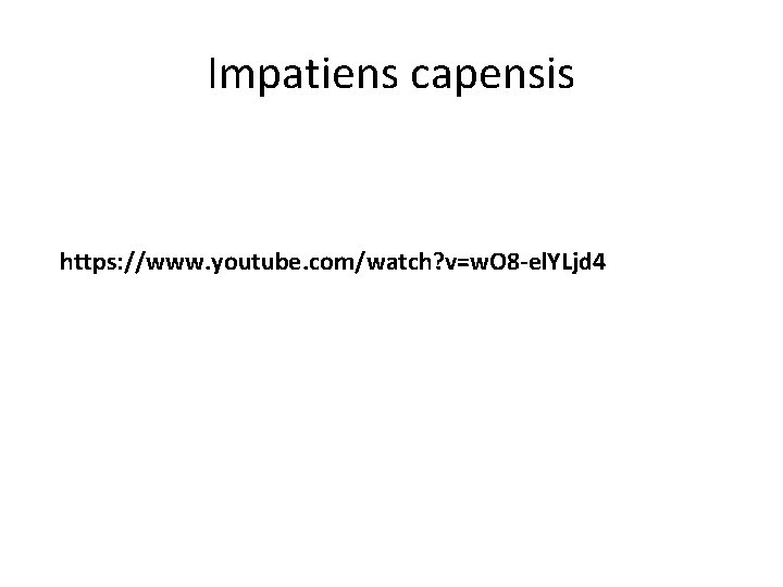 Impatiens capensis https: //www. youtube. com/watch? v=w. O 8 -el. YLjd 4 