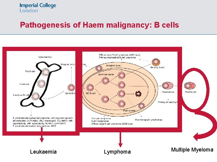 Pathogenesis of Haem malignancy: B cells Leukaemia Lymphoma Multiple Myeloma 