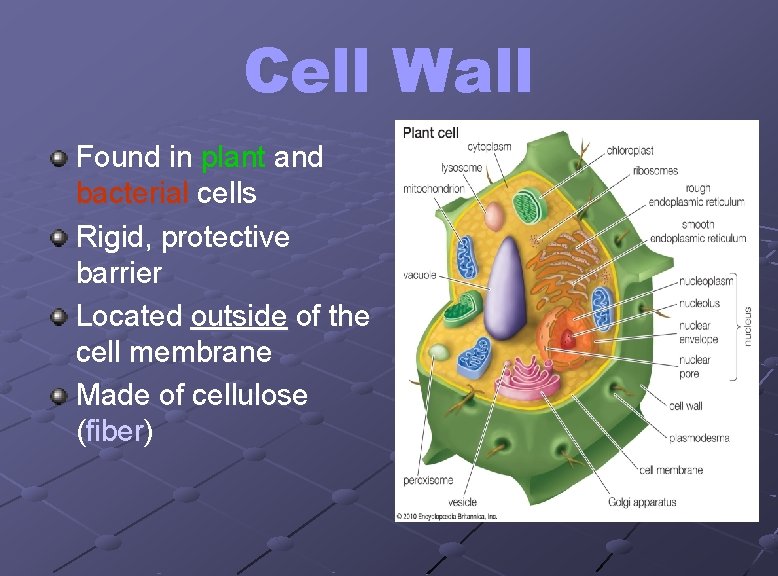Cell Wall Found in plant and bacterial cells Rigid, protective barrier Located outside of