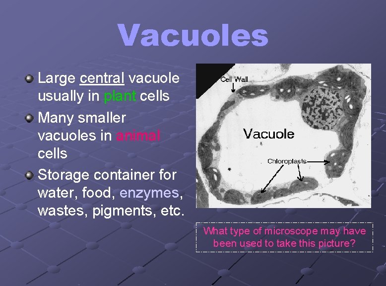 Vacuoles Large central vacuole usually in plant cells Many smaller vacuoles in animal cells