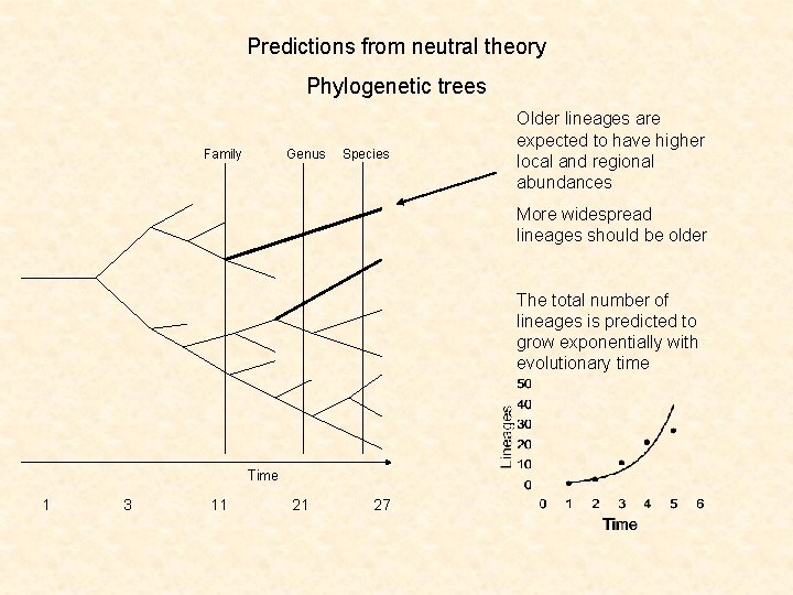 Predictions from neutral theory Phylogenetic trees Family Genus Species Older lineages are expected to