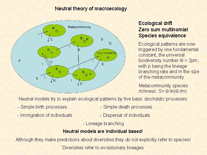 Neutral theory of macroecology Ecological drift Zero sum multinomial Species equivalence Ecological patterns are