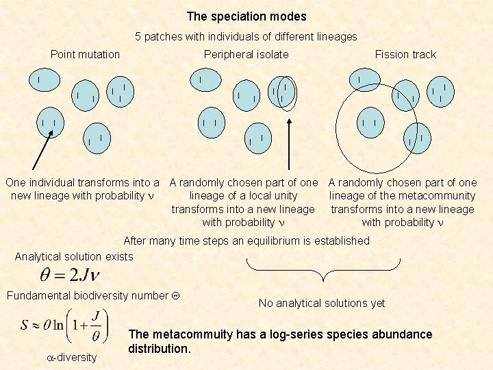 The speciation modes 5 patches with individuals of different lineages Point mutation I I