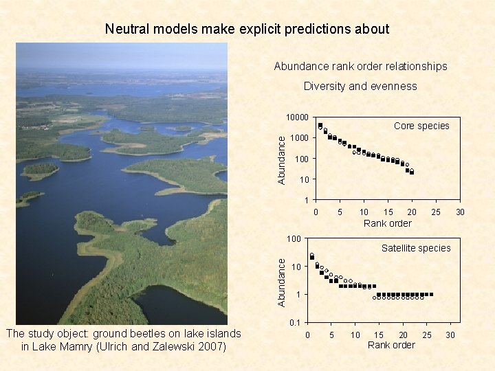 Neutral models make explicit predictions about Abundance rank order relationships Diversity and evenness Abundance