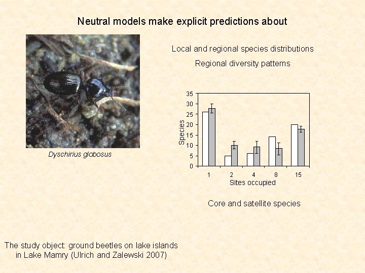 Neutral models make explicit predictions about Local and regional species distributions Regional diversity patterns