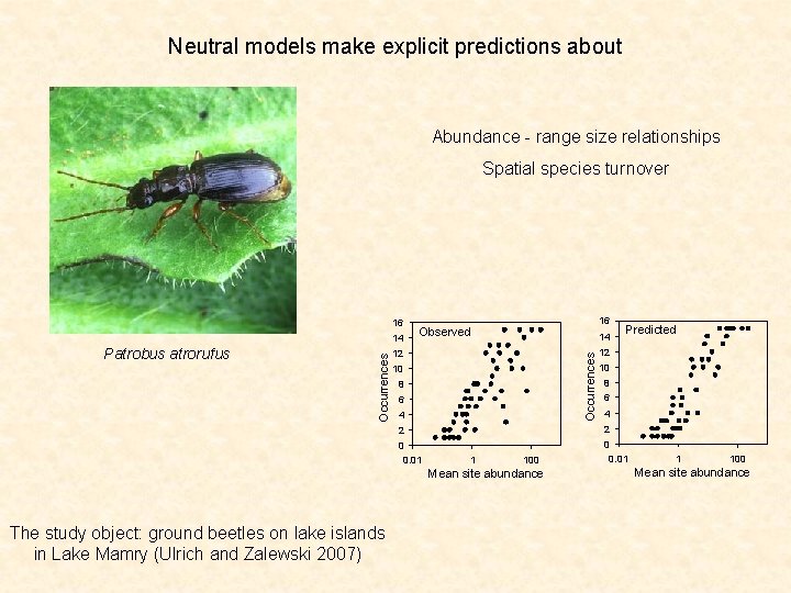 Neutral models make explicit predictions about Abundance - range size relationships Spatial species turnover