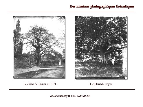 Des missions photographiques thématiques Le chêne de Liernu en 1871 Le tilleul de Doyon