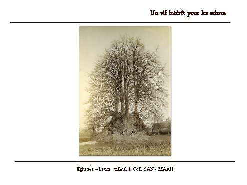 Un vif intérêt pour les arbres Eghezée – Leuze : tilleul © Coll. SAN