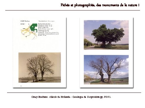 Fichés et photographiés, des monuments de la nature ! Ciney-Braibant : tilleuls de Hollande