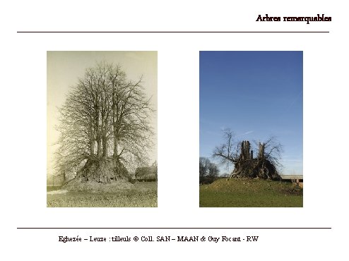 Arbres remarquables Eghezée – Leuze : tilleuls © Coll. SAN – MAAN & Guy