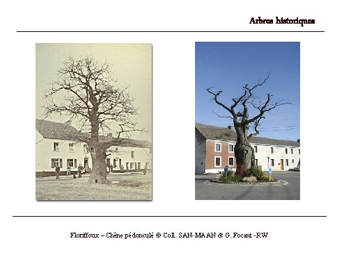 Arbres historiques Floriffoux – Chêne pédonculé © Coll. SAN-MAAN & G. Focant -RW 