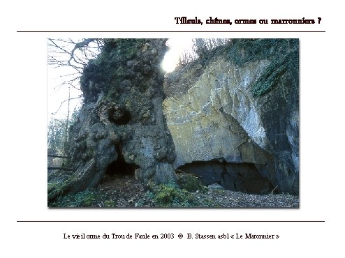 Tilleuls, chênes, ormes ou marronniers ? Le vieil orme du Trou de Faule en