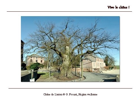 Vive le chêne ! Chêne de Liernu © G. Focant, Région wallonne 