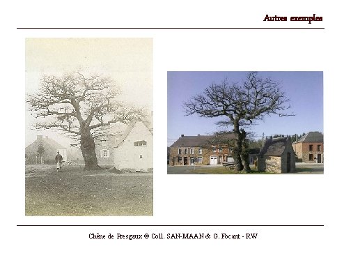 Autres exemples Chêne de Presgaux © Coll. SAN-MAAN & G. Focant - RW 