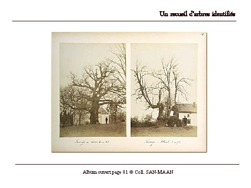 Un recueil d’arbres identifiés Album ouvert page 81 © Coll. SAN-MAAN 
