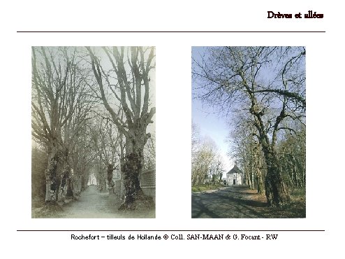 Drèves et allées Rochefort – tilleuls de Hollande © Coll. SAN-MAAN & G. Focant