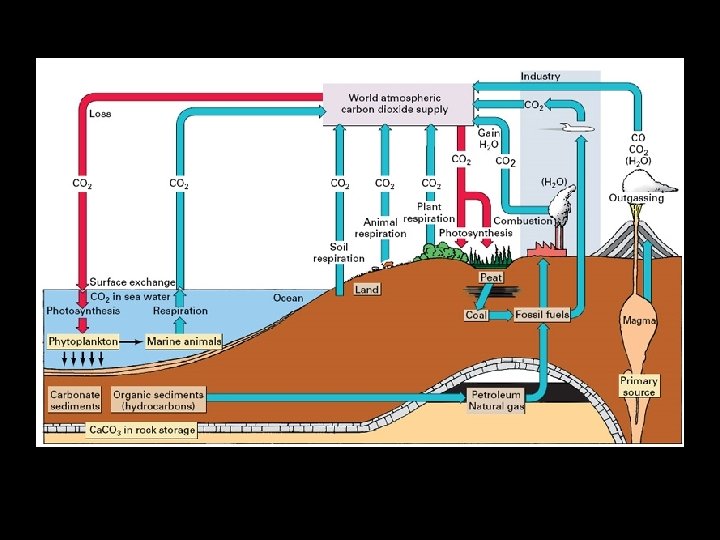 Soil Biogeochemical Cycles Carbon Nitrogen Phosphorus 24118 required